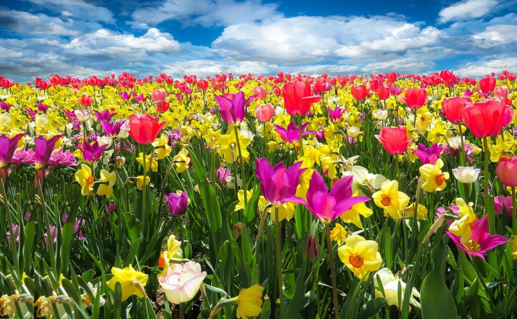 tulips, flower wallpaper, daffodils, flowers, field, flower background, meadow, colorful, colorful flowers, flower field, flower meadow, bloom, blossom, flora, nature, spring awakening, spring, spring flowers, flowers, flowers, flowers, flowers, spring, spring, beautiful flowers, spring, spring, spring, spring flowers