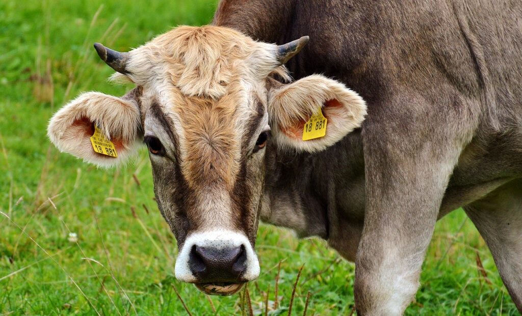 cow, ruminant, cattle, livestock, head, cow head, farm animal, allgäu, dairy cattle, pasture, animal, meadow, farm, grass, nature, beef, agriculture, cow, cow, cow, cow, cow