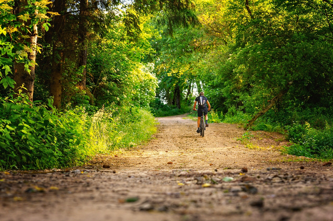 forest, forest path, nature, trees, landscape, path, romantic, cyclist, sports, ride, bike tour, leisure time, trip, bicycle path, recreation