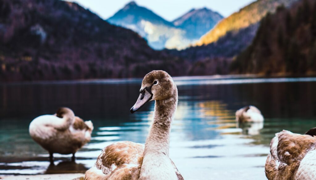 selective focus photography of brown duck near lake